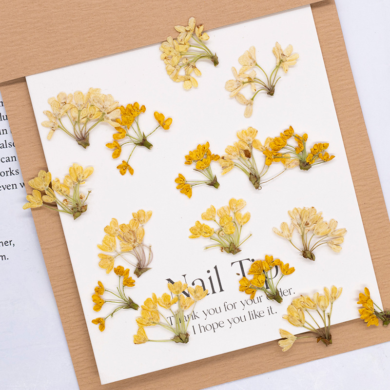 Dried Flower Pressed - 24pcs,Natural Real Pressed Flowers Dried Plants
