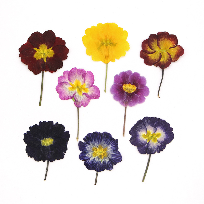 Dried Flower Pressed - 48Pcs European Primrose Teaching Dried Flowers