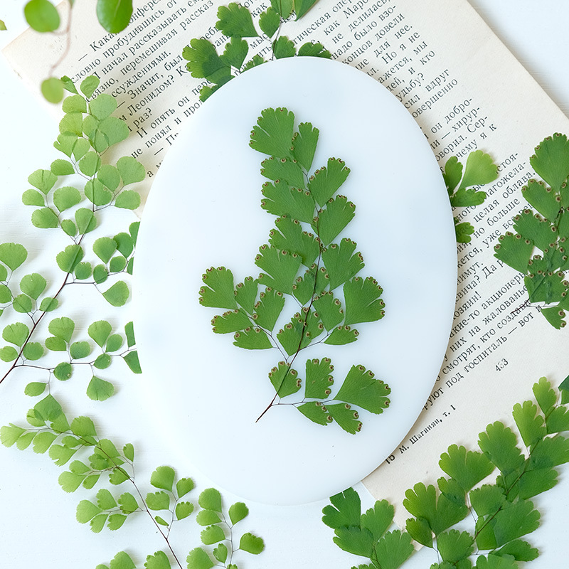 Dried Flower Pressed - 60Pcs Natural Plant Real Flower Pressed