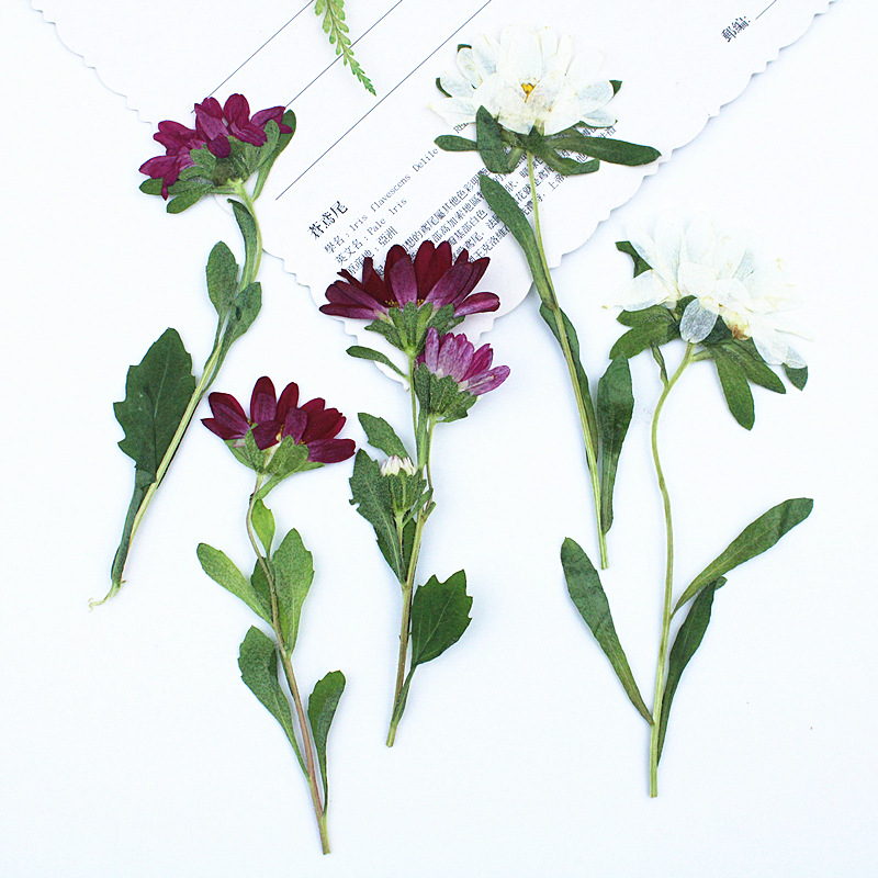 Dried Flower Pressed - 24pcs,Mini Chrysanthemum Pressed Dried Flowers for