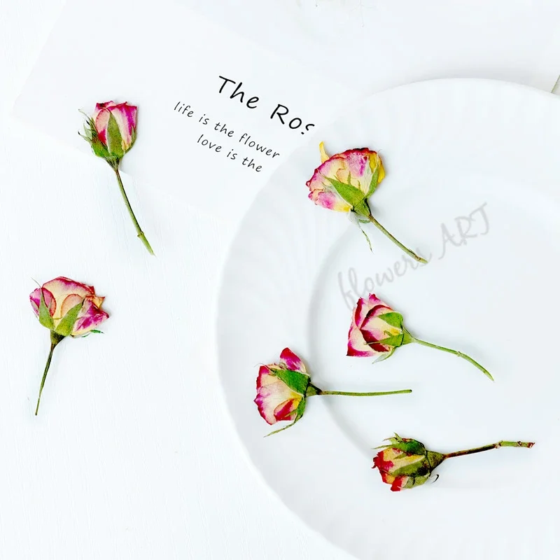 Pressed Rose Bud Flower Petals - Dried Flower Pressed ulasan dan harga