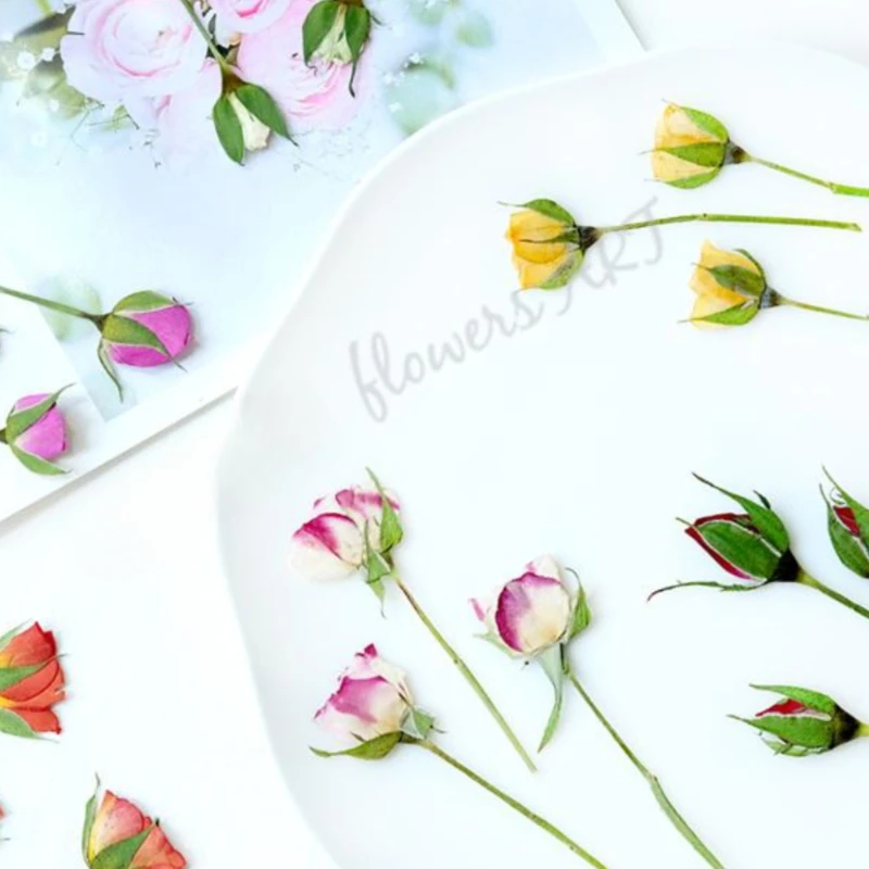 Pressed Rose Bud Flower Petals - Dried Flower Pressed ulasan dan harga