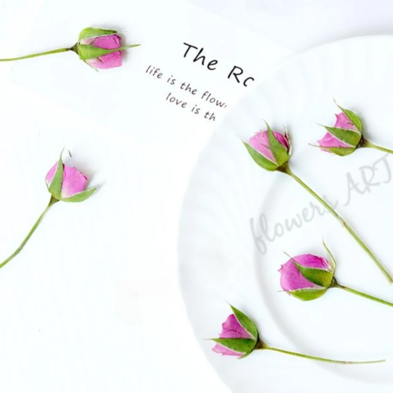 Pressed Rose Bud Flower Petals - Dried Flower Pressed ulasan dan harga