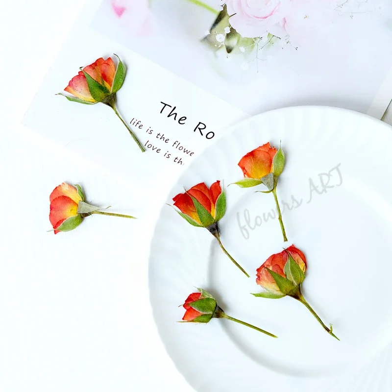 Pressed Rose Bud Flower Petals - Dried Flower Pressed ulasan dan harga