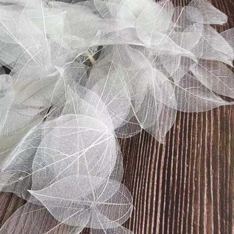 5~9CM*2~3.5CM,100PCS/Set,Real  - Dried Flower Pressed ulasan dan harga