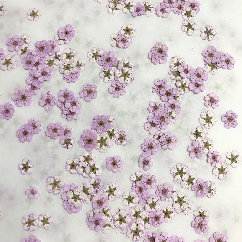 Pressed Mini Narcissus Dried F - Dried Flower Pressed ulasan dan harga