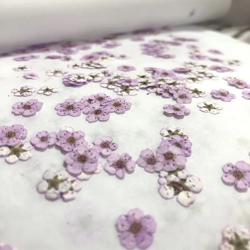 Pressed Mini Narcissus Dried F - Dried Flower Pressed ulasan dan harga
