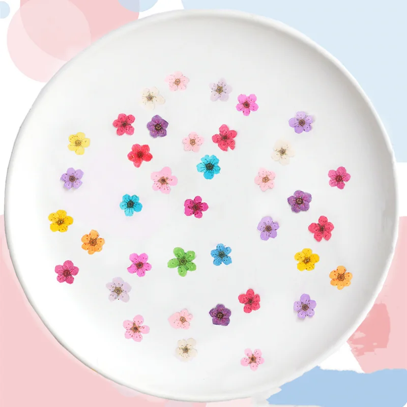 Pressed Mini Narcissus Dried F - Dried Flower Pressed ulasan dan harga