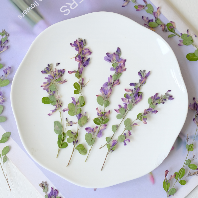 6pcs,nature Lespedeza Formosa  - Dried Flower Pressed ulasan dan harga