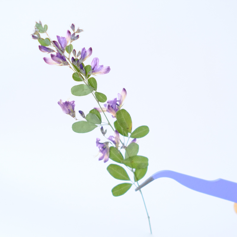 6pcs,nature Lespedeza Formosa  - Dried Flower Pressed ulasan dan harga