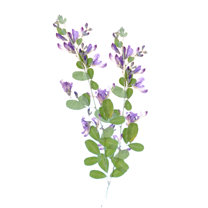 6pcs,nature Lespedeza Formosa  - Dried Flower Pressed ulasan dan harga