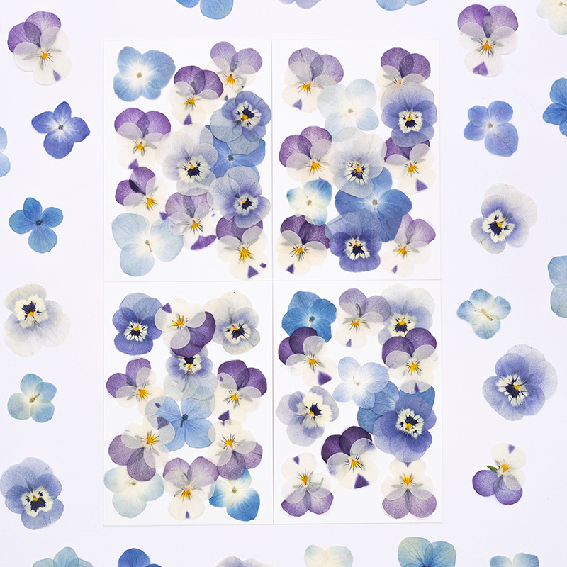 12pcs,Real Viola Cornuta Press - Dried Flower Pressed ulasan dan harga
