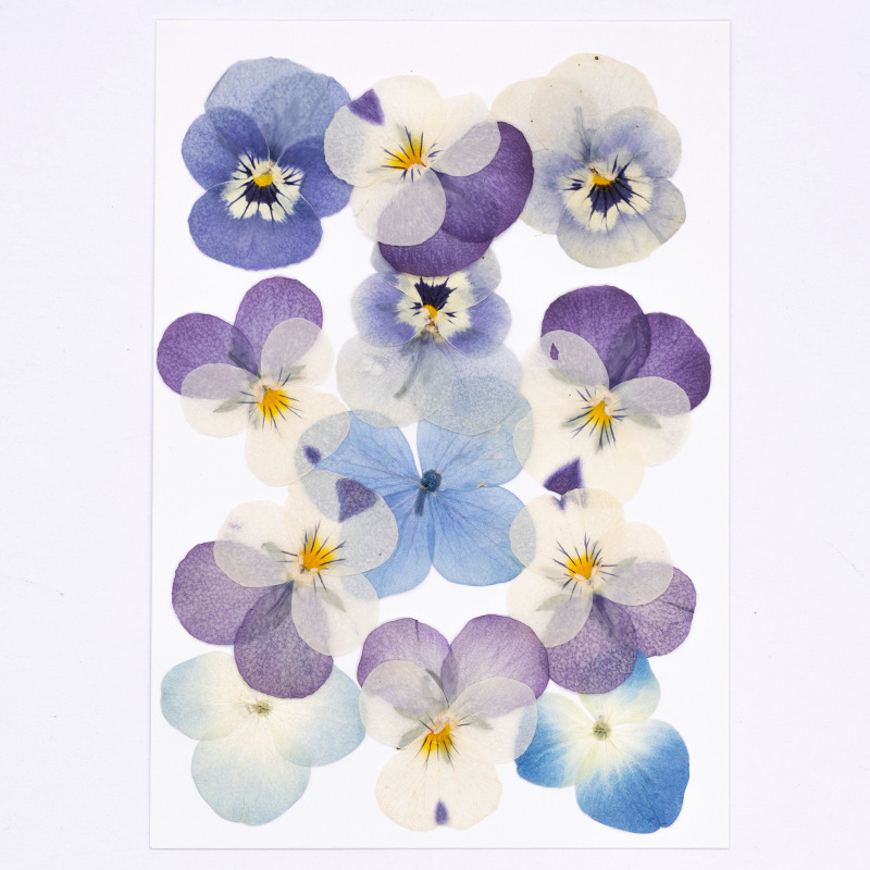 12pcs,Real Viola Cornuta Press - Dried Flower Pressed ulasan dan harga