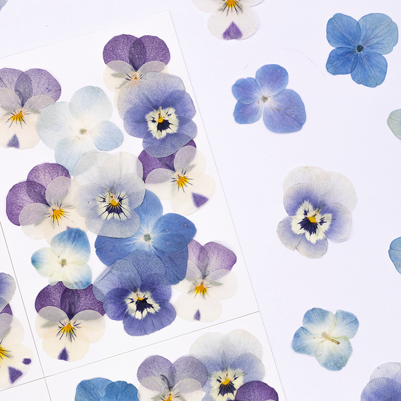 12pcs,Real Viola Cornuta Press - Dried Flower Pressed ulasan dan harga