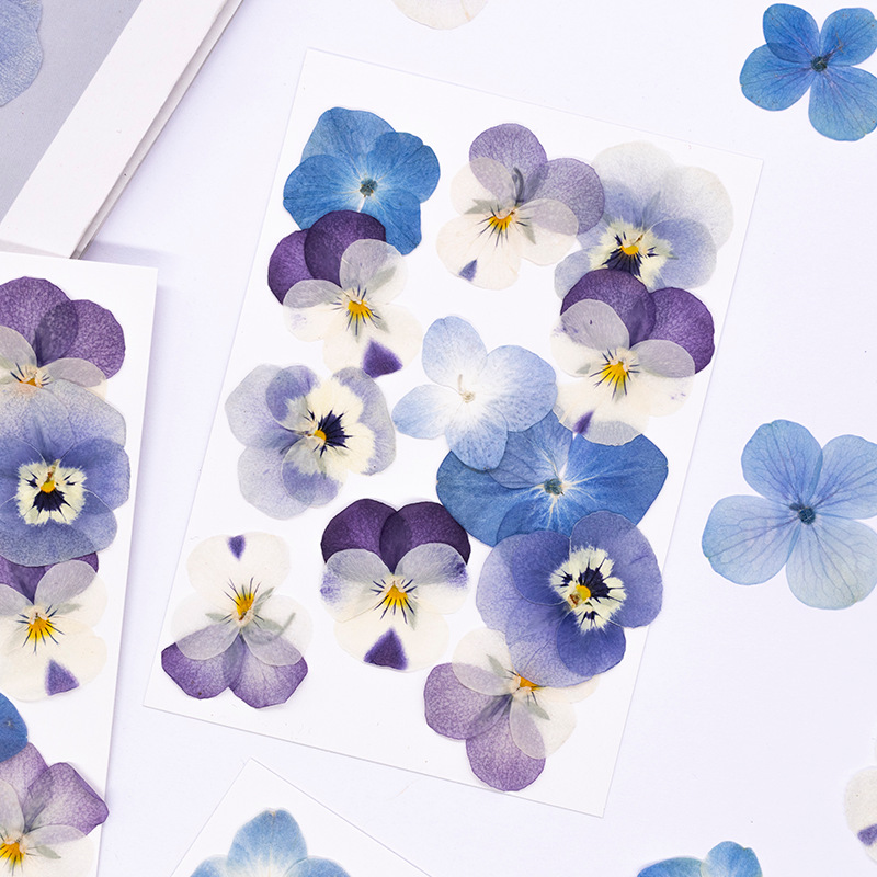 12pcs,Real Viola Cornuta Press - Dried Flower Pressed ulasan dan harga
