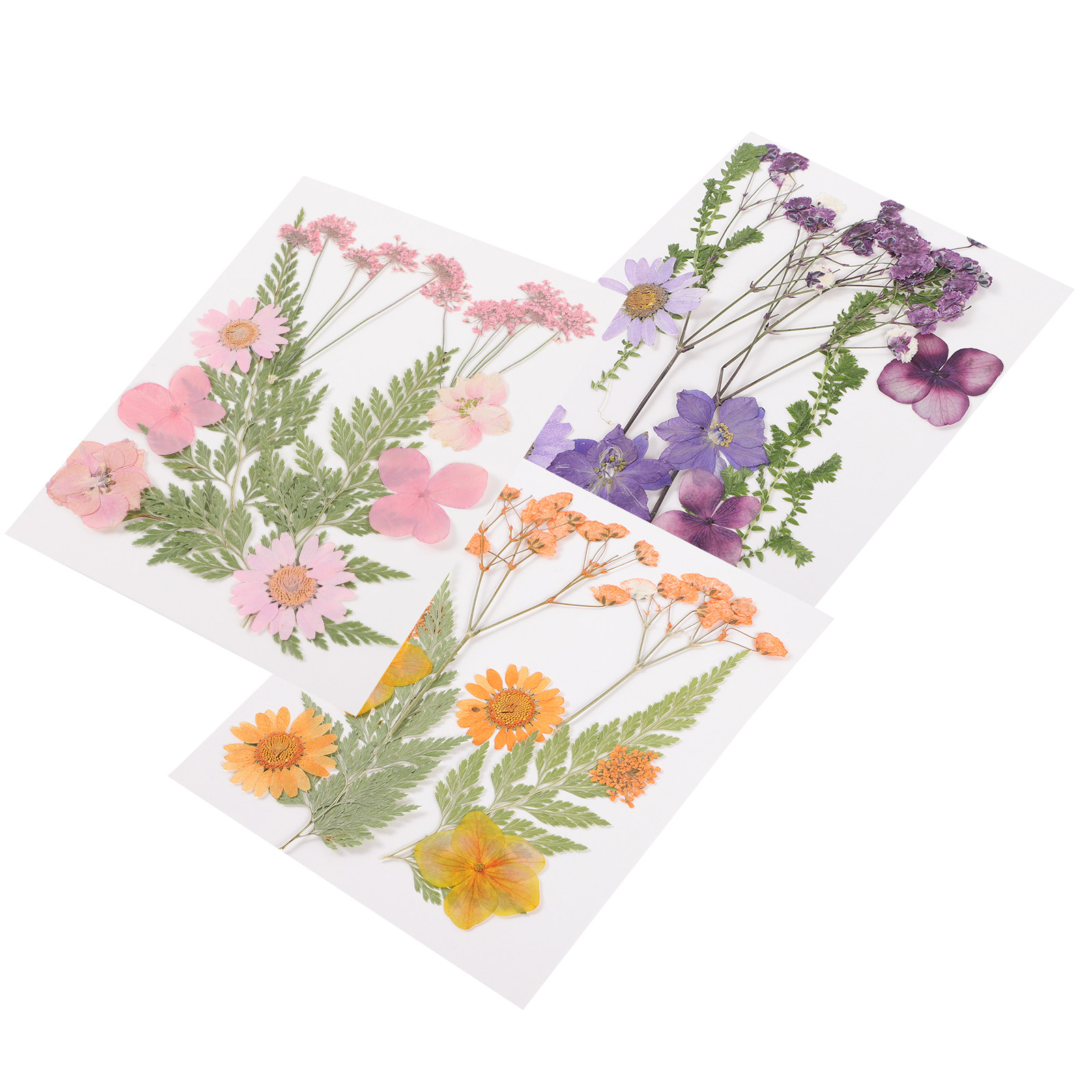 Dried Flowers Decoration Mater - Dried Flower Pressed ulasan dan harga