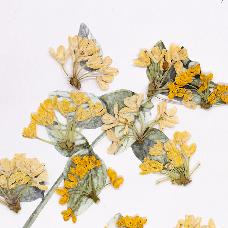 24pcs,Natural Real Pressed Flo - Dried Flower Pressed ulasan dan harga