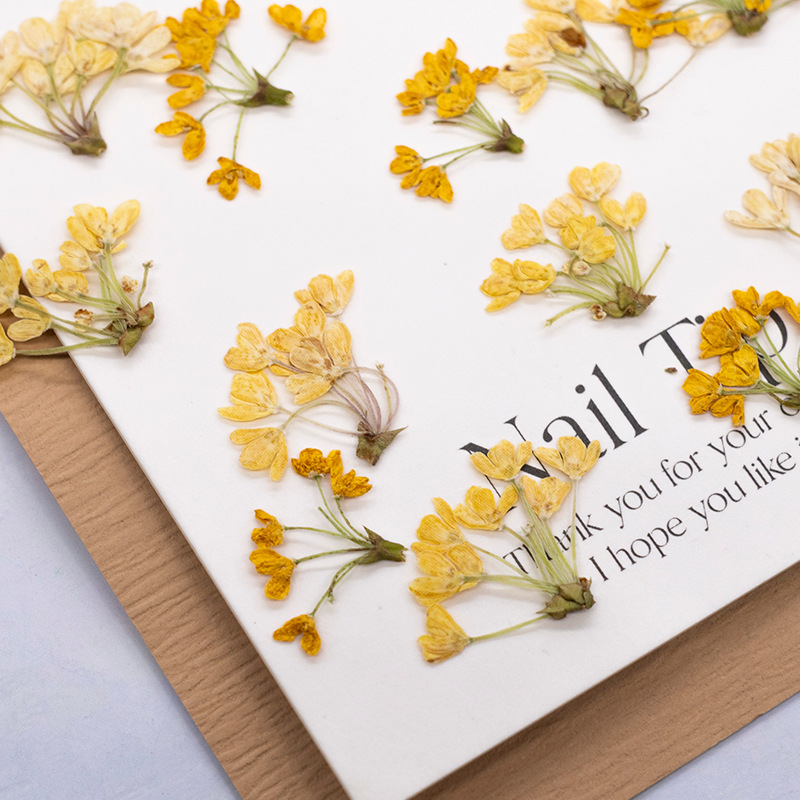 24pcs,Natural Real Pressed Flo - Dried Flower Pressed ulasan dan harga