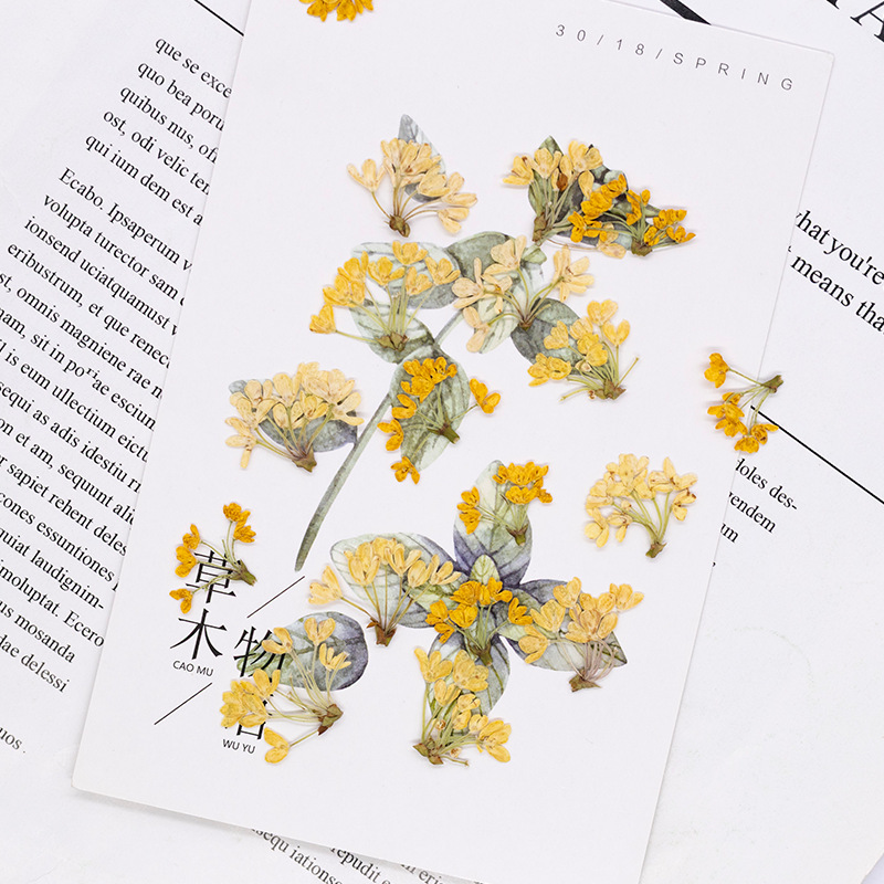 24pcs,Natural Real Pressed Flo - Dried Flower Pressed ulasan dan harga