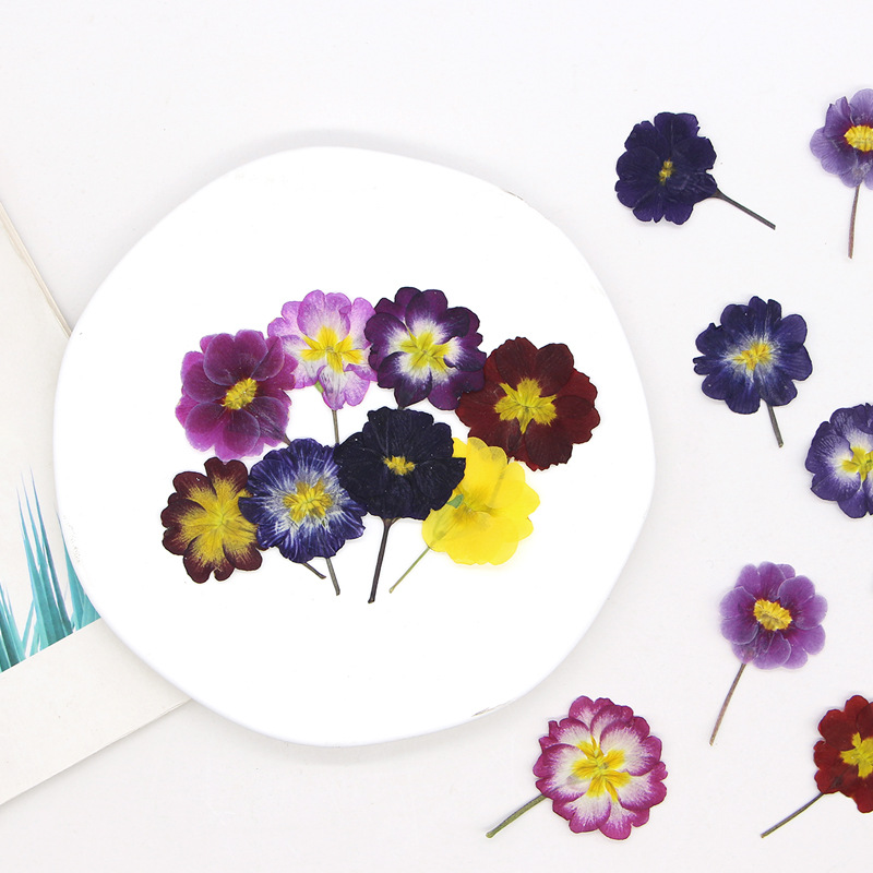 48Pcs European Primrose Teachi - Dried Flower Pressed ulasan dan harga