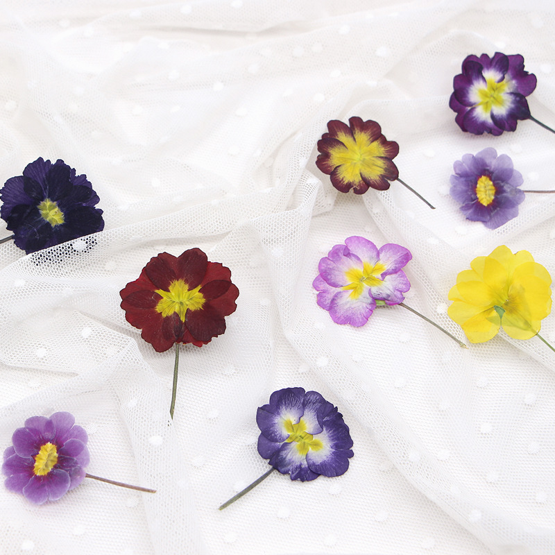 48Pcs European Primrose Teachi - Dried Flower Pressed ulasan dan harga