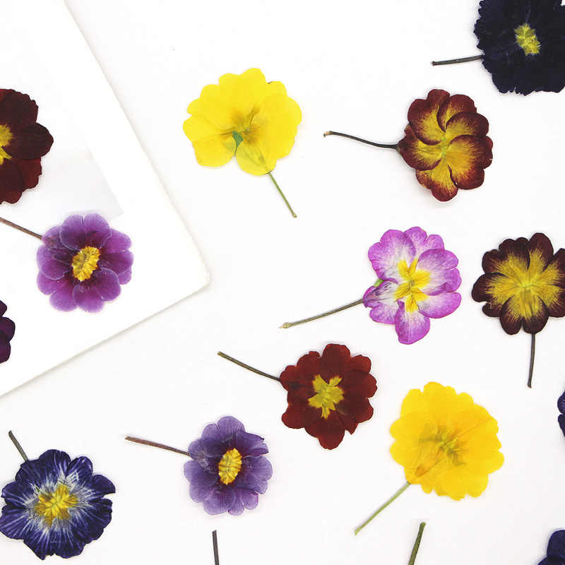 48Pcs European Primrose Teachi - Dried Flower Pressed ulasan dan harga
