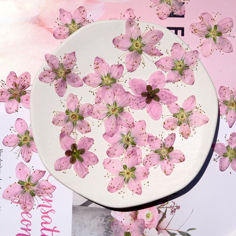 3-4cm./6pcs,Pink Peach Blossom - Dried Flower Pressed ulasan dan harga