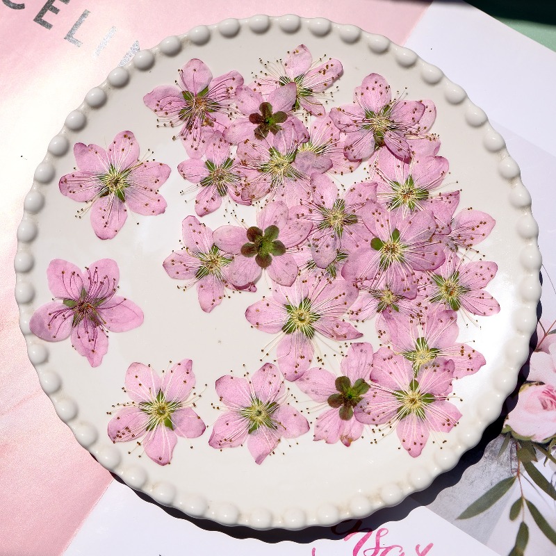 3-4cm./6pcs,Pink Peach Blossom - Dried Flower Pressed ulasan dan harga