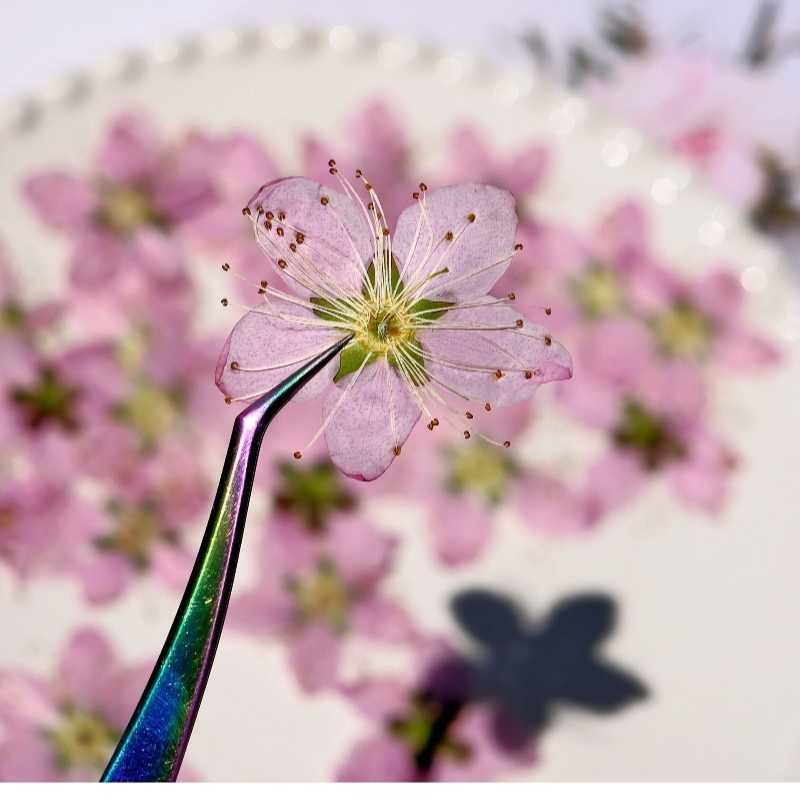 3-4cm./6pcs,Pink Peach Blossom - Dried Flower Pressed ulasan dan harga