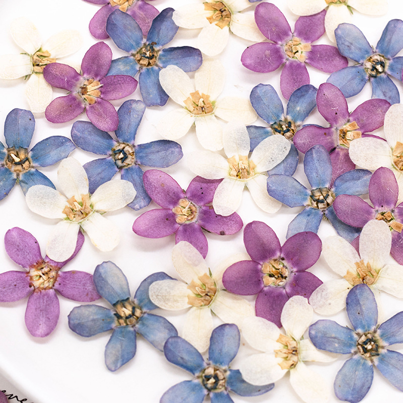 12pcs,Pressed Blue Star Flower - Dried Flower Pressed ulasan dan harga