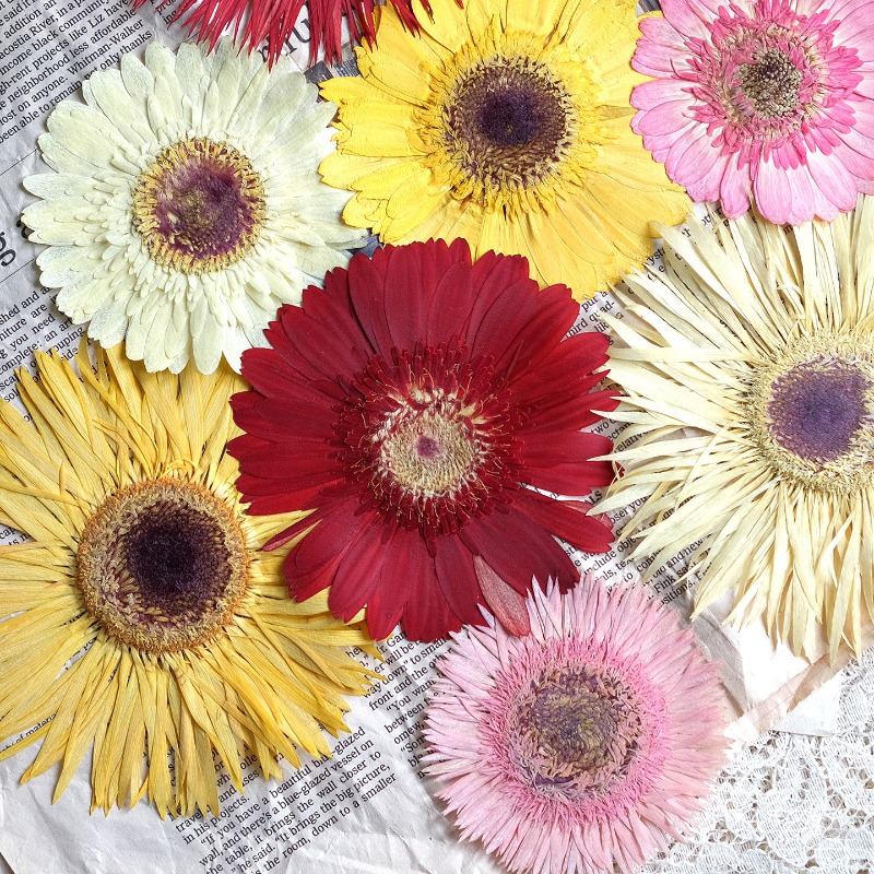1pcs/7-9cm,Pressed Gerbera Dri - Dried Flower Pressed ulasan dan harga
