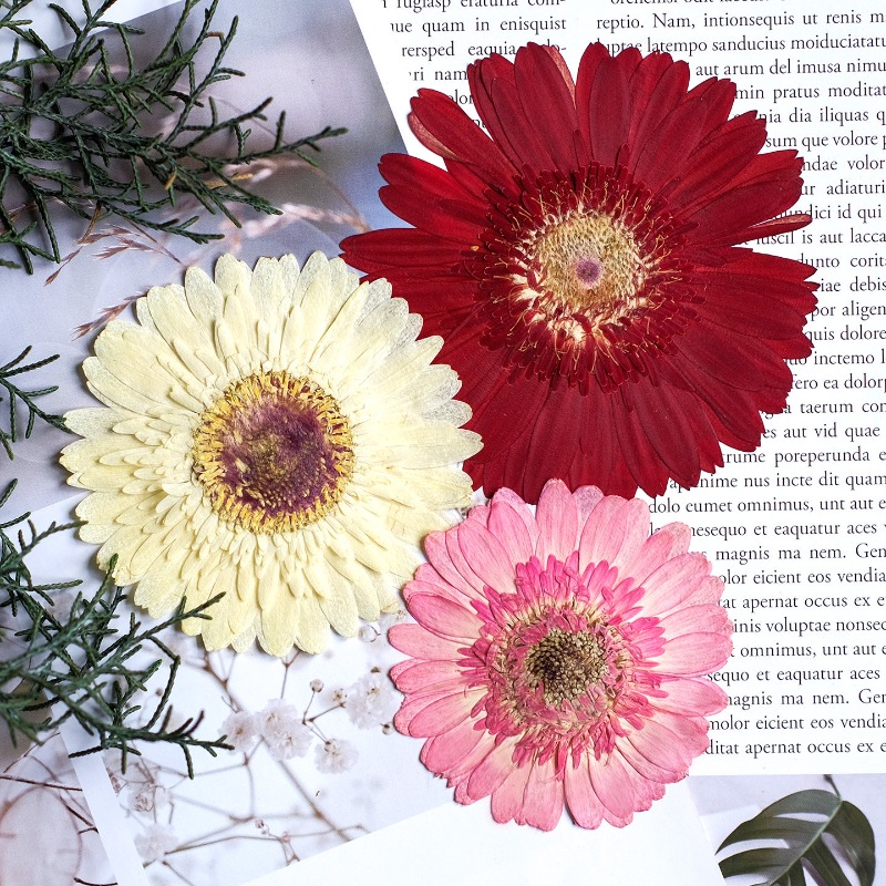 1pcs/7-9cm,Pressed Gerbera Dri - Dried Flower Pressed ulasan dan harga