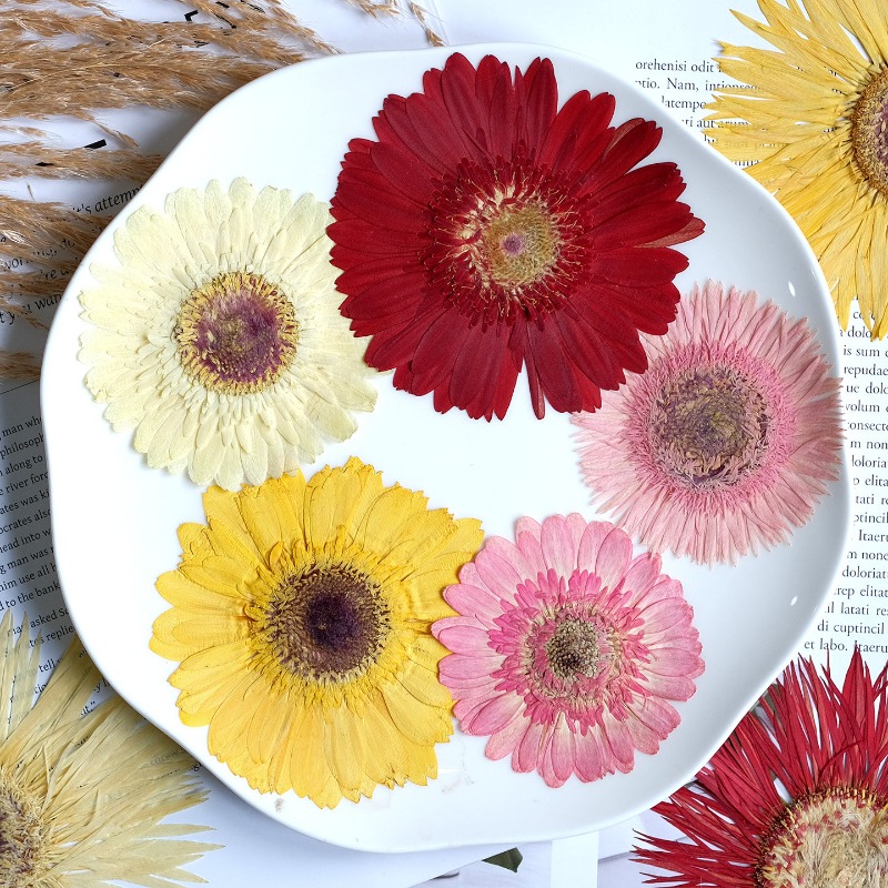 1pcs/7-9cm,Pressed Gerbera Dri - Dried Flower Pressed ulasan dan harga