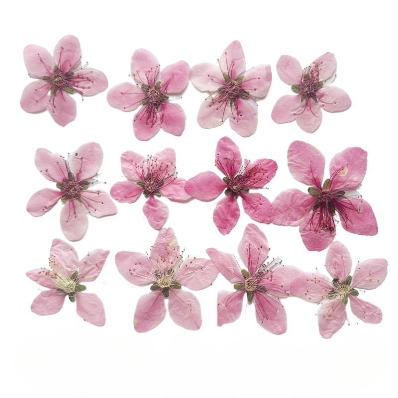 12pcs,Nature Peach Blossom Pre - Dried Flower Pressed ulasan dan harga