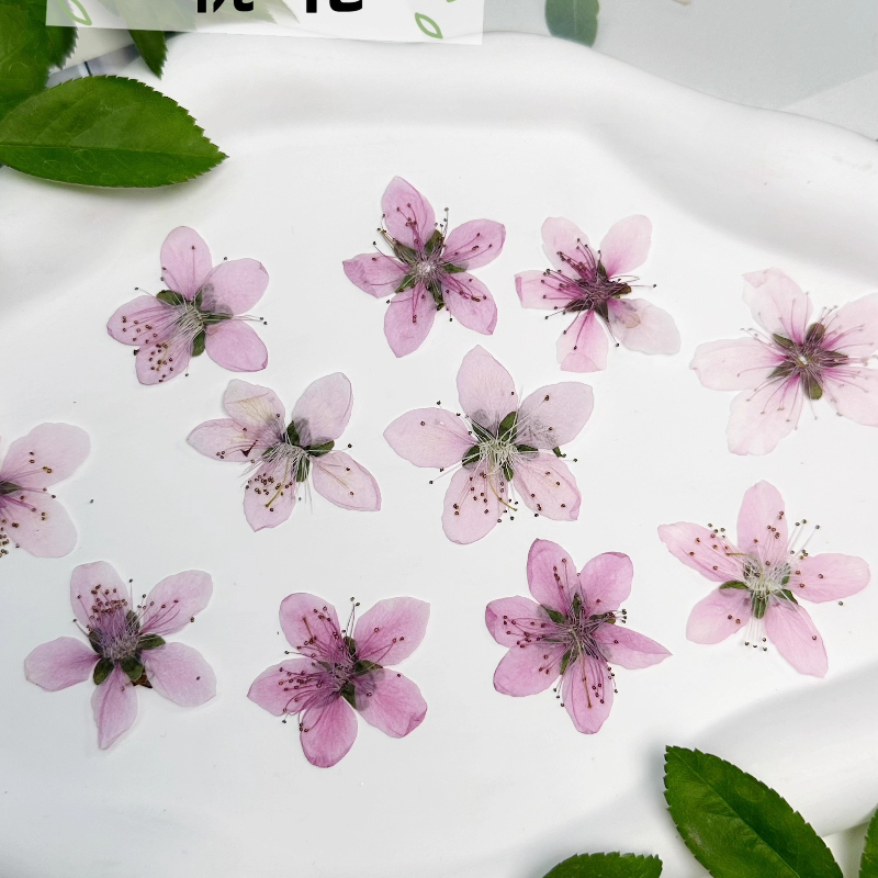 12pcs,Nature Peach Blossom Pre - Dried Flower Pressed ulasan dan harga