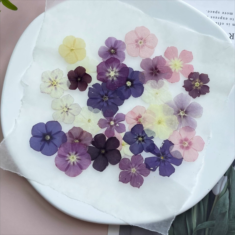 12pcs,Semi-Transparent Niche P - Dried Flower Pressed ulasan dan harga