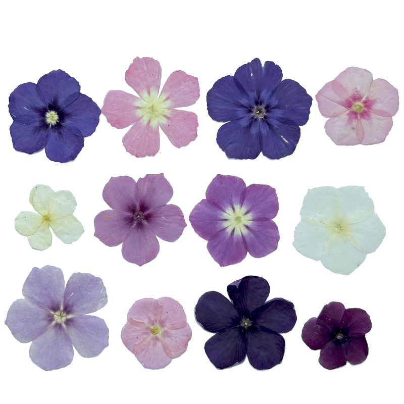 12pcs,Semi-Transparent Niche P - Dried Flower Pressed ulasan dan harga