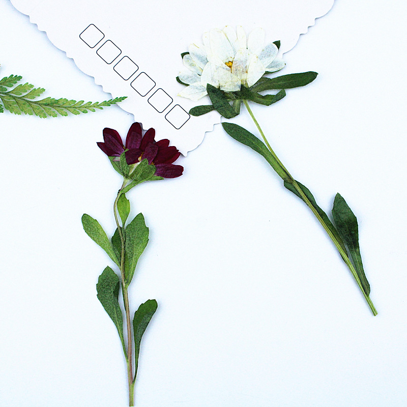 24pcs,Mini Chrysanthemum Press - Dried Flower Pressed ulasan dan harga